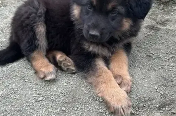 Пропала собака, ул. Ленина 17, Карталы