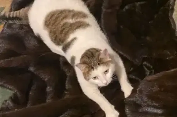 Кошки потеряшки, Пенза, фото: Потеряшка кот Кекс, 5-й Виноградный пр., 3