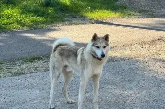 Лайка найдена: Грибной пер., 6, Элита