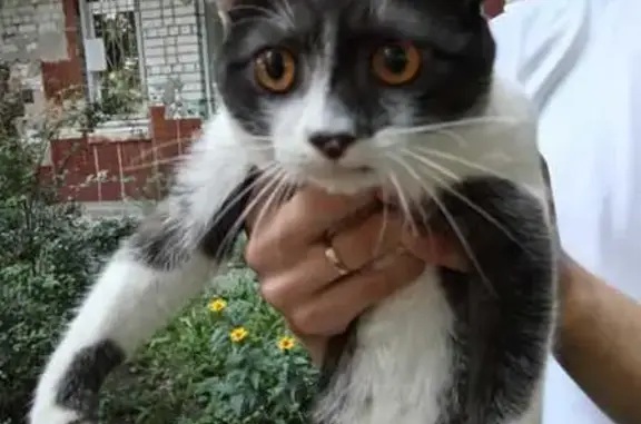 Найдена кошка, Воронеж, фото: Кошка найдена на Чапаева, 132, Воронеж