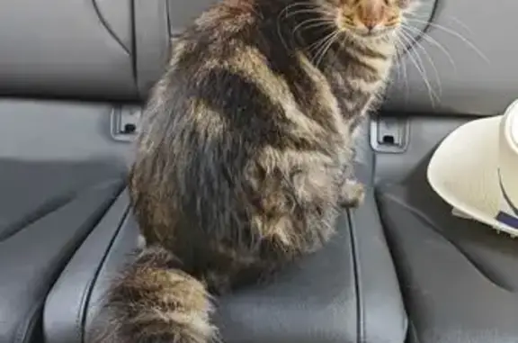 Найдена кошка, Калязин, фото: Найдена кошка, ул. Коминтерна 51/14