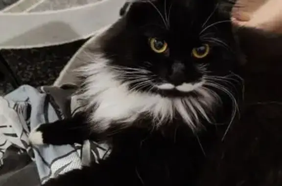 Пропал кот, СНТ Факел, ул. Сосновая