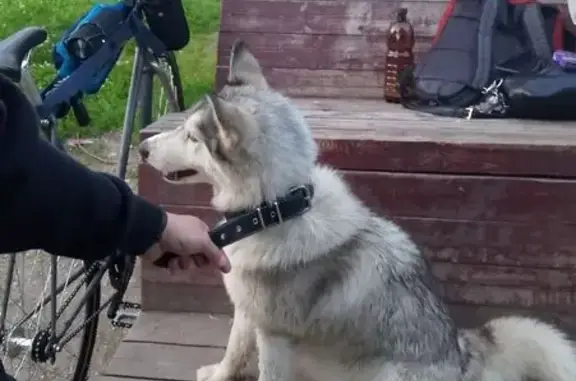 Собака найдена: Лечебная, 15А, Вологда