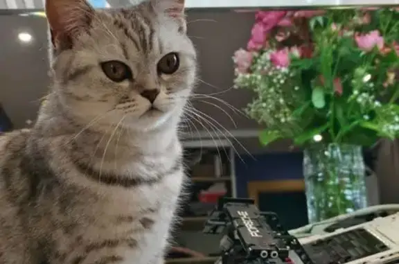 Кошки потеряшки, , фото: Потеряшка кошка, Московский пр., 11, Тольятти