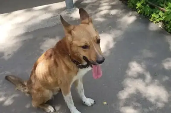 Найдена собака, , фото: Собака найдена: Юбилейная ул., 5, Рязань