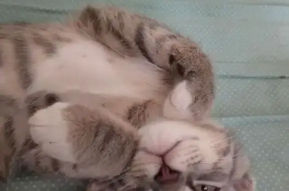 Кошка найдена: ул. Сергея Лазо, 4, Тамбов