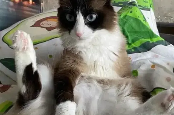 Пропала кошка, Усть-Илимск, пр. Мира, 55