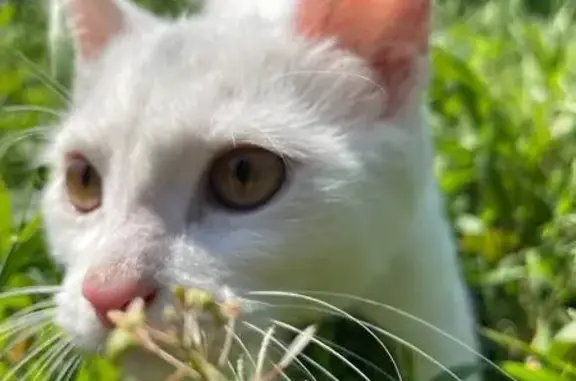 Найдена кошка, Кострома, фото: Котенок найден: Советская 15, Кострома