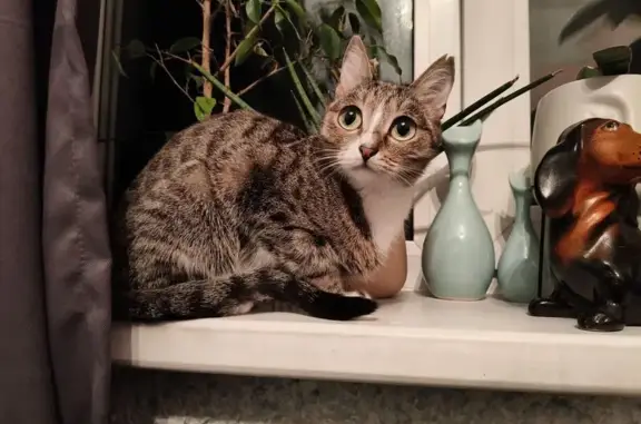 Пропала кошка, ул. Ленина 103, Усолье