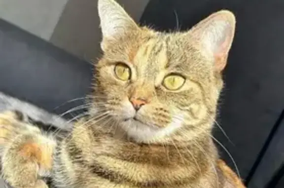 Пропала кошка, ул. Шестакова, 15, Волжск
