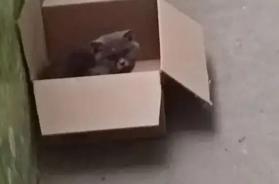 Кошка найдена: Красноармейская 6, Псков