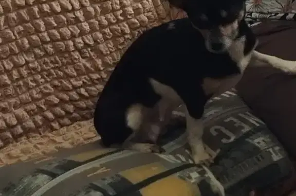 Пропала собака, ул. Гагарина 26А, Троицк