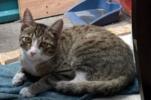 Найденные животные Кызыл, фото: Полосатая кошка найдена: Интернациональная 1