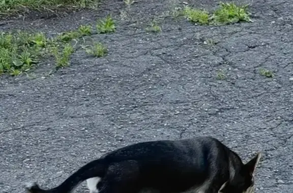 Найдена собака, Бийск, фото: Найдена собака, ул. Мухачева, 105, Бийск