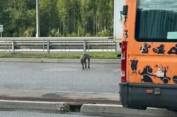 Найдена собака, Московская область, фото: Собака найдена на М11, 88 км к Москве