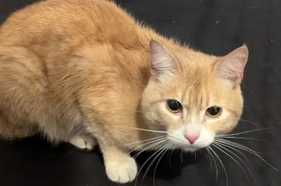 Найдена кошка, Минск, фото: Кошка найдена, ул. Кедышко, Минск