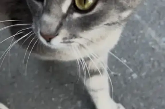 Кошка найдена на Машиностроителей, 1У