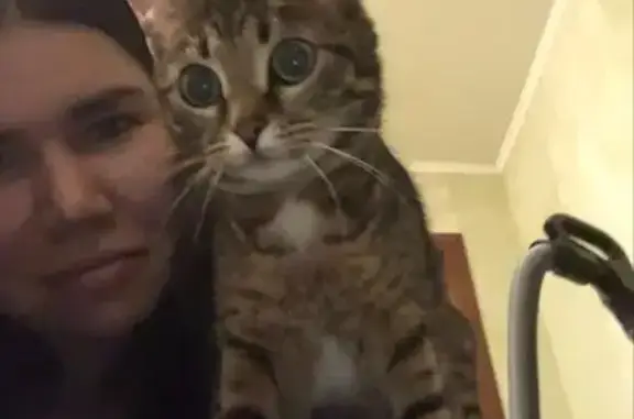 Кошки потеряшки, Набережные Челны, фото: Потеряшка кошка, Набережные Челны 26/18a