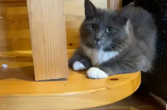 Кошки потеряшки, , фото: Потеряшка кошка, ул. Лазарева 23А, Нягань