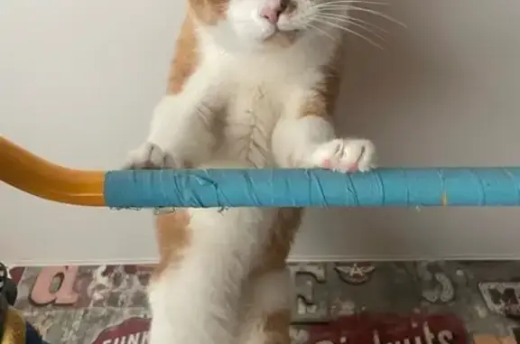 Кошки потеряшки, городское поселение Мурмаши, фото: Потеряшка кошка, Причальная ул. 16, Мурмаши