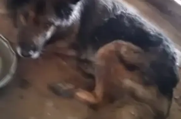 Найдена собака, Камышловский городской округ, фото: Собаки найдены: ул. Красных Орлов, 99