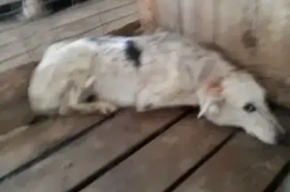 Найдена собака, Камышловский городской округ, фото: Собаки в отлове: Ирбитская 66, Камышлов