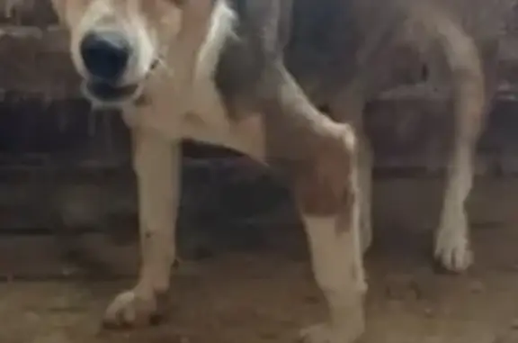 Найдена собака, Камышловский городской округ, фото: Собака найдена: Ирбитская 66, Камышлов