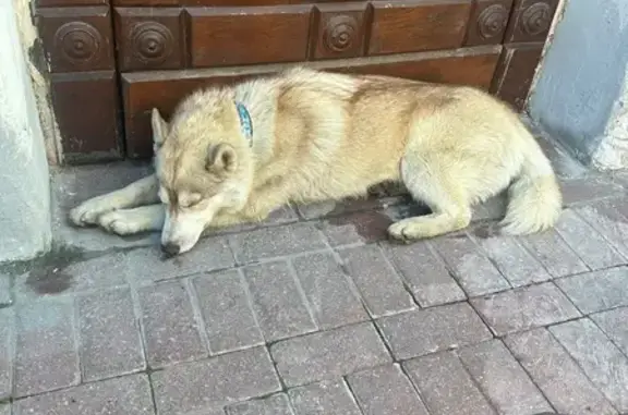 Найдена собака, Москва, фото: Собака найдена: Нижний Кисловский, Москва