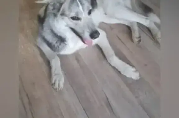 Найдена собака, ул. Чичерина 42, Челябинск