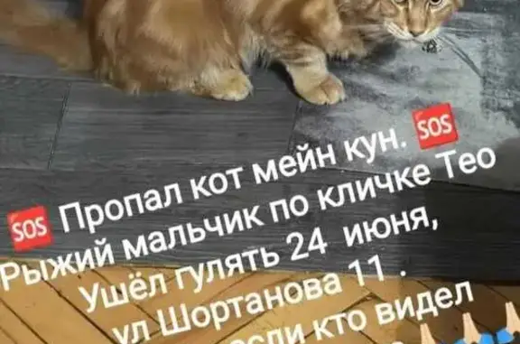 Пропал кот Тео, ул. Шортанова, 11, Нальчик
