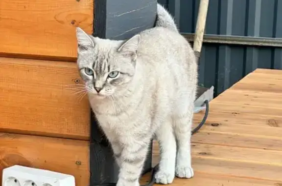 Кошка найдена, 10-я Западная ул., Барнаул