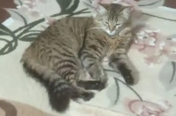 Пропала кошка, ул. Толстого, Пенза