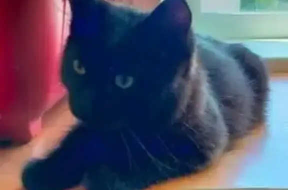 Найдена кошка, Добрянка, фото: Кошка найдена: ул. Лизы Чайкиной, 18