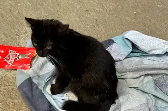 Найдена кошка, Томск, фото: Кот найден: Алтайская ул., 20, Томск