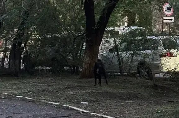 Собака найдена: ул. 9 Января, 55, Чита