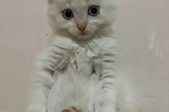 Кошки потеряшки, Ноябрьск, фото: Потеряшка котенок, Киевская 12, Ноябрьск