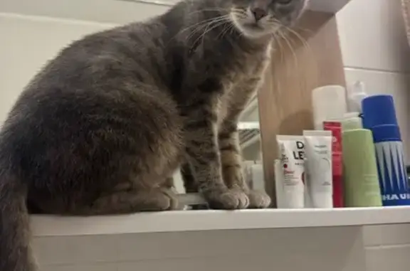 Найдена кошка, Сергиев Посад, фото: Кошка найдена: 1-й Ударной Армии, 95