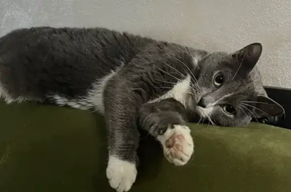 Кошки потеряшки, Вартемяги, фото: Потеряшка кошка, Вартемяжский бул., 1А