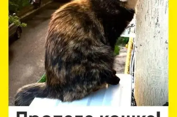 Пропала кошка, ул. Габдуллы Амантая, 2/1