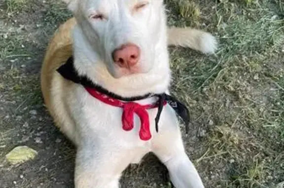 Собака найдена: Лесопарковая ул., Красноярск