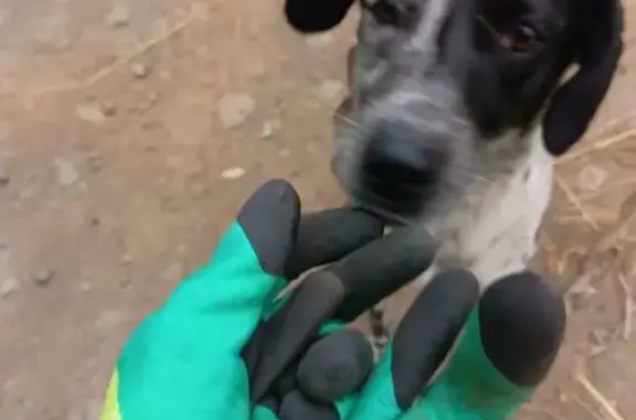 Собака найдена в Кемерово, Кемеровская обл.