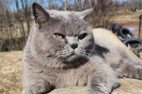 Пропала кошка, Коляновское с/п, Иваново