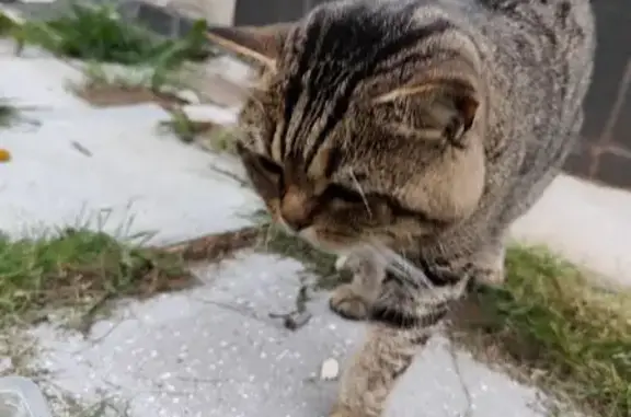 Кошка найдена у стадиона Дружба, Йошкар-Ола