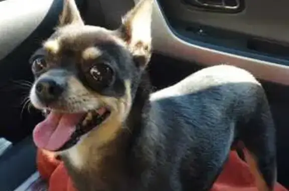 Собака найдена: Ипподромная ул., 20, Тверь