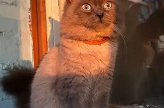Кошки потеряшки, Губкин, фото: Потеряшка кошка, ул. Ватутина, 2А, Губкин