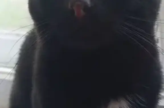 Кошки потеряшки, Северодвинск, фото: Потеряшка кот, Ломоносова 65, Северодвинск