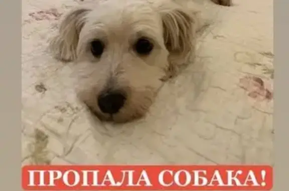 Пропала собака, пр. Мира 132, Калининград