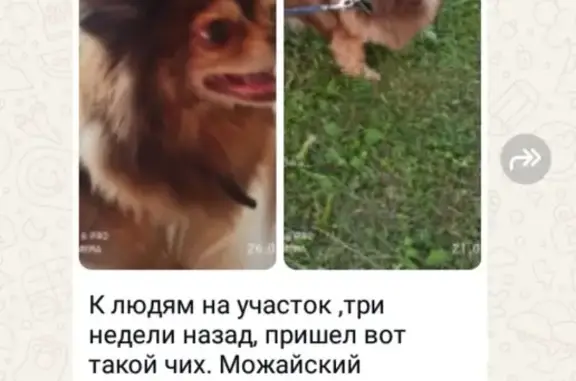 Найдена собака, Наричино, МО. Срочно ищут!