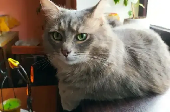 Кошки потеряшки, Астрахань, фото: Потеряшка кошка, Хибинская ул. 6, Астрахань