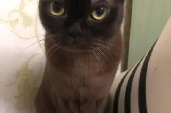 Кошки потеряшки, Тюмень, фото: Потеряшка кошка, Елецкая 3, Тюмень